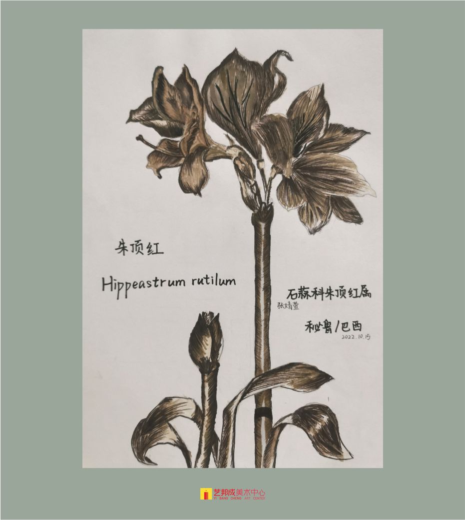 古植生物/12-15岁学员作品